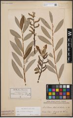 Foto von Salix cinerea L. x Salix eleagnos Scop.